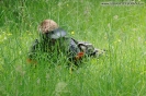 Obrázek_44